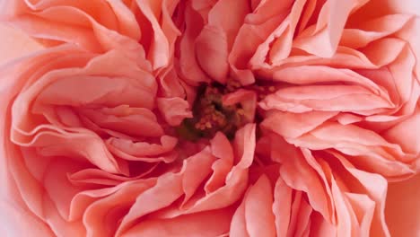 beautiful pink rose rotating on white background, macro shot. bud closeup. blooming pink rose flower open. holiday backdrop, valentine's day concept.