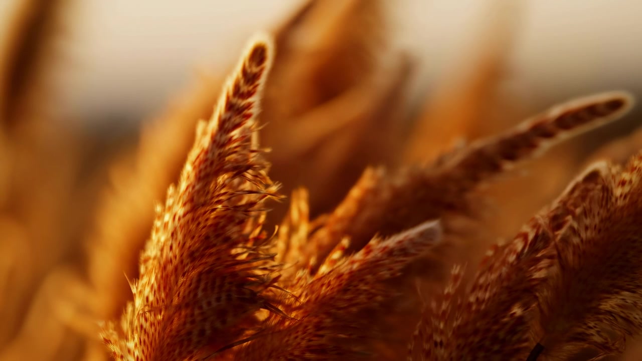 Vista macro ravvicinata a bassa altezza di dense spighe dorate con un pennacchio piumato al centro-sinistra in dettaglio nitido, che mostra reste barbate e sottili filamenti simili a capelli.