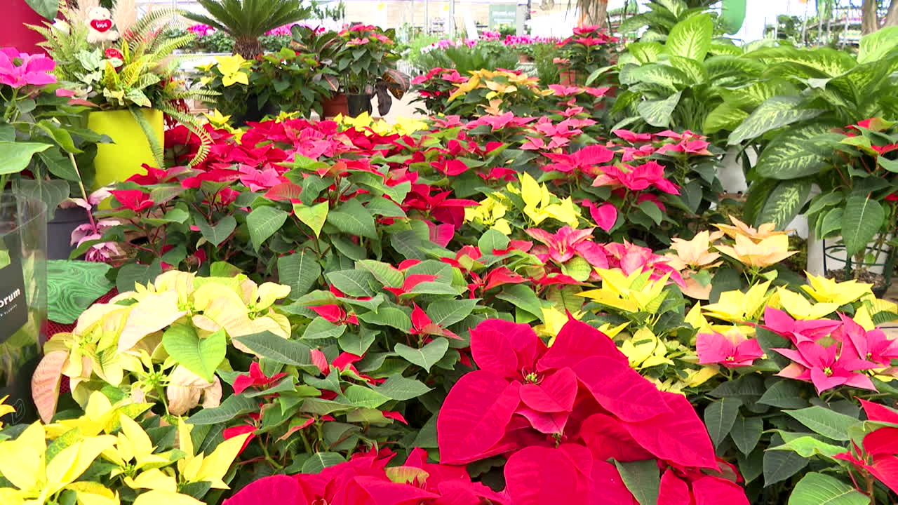 Vibrant Poinsettias at a Garden Center