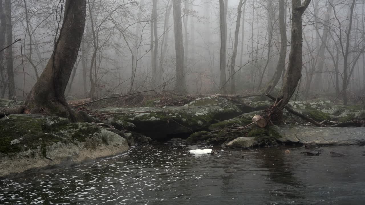 una vista amplia de un río que fluye en el bosque con árboles que sobresalen de las orillas