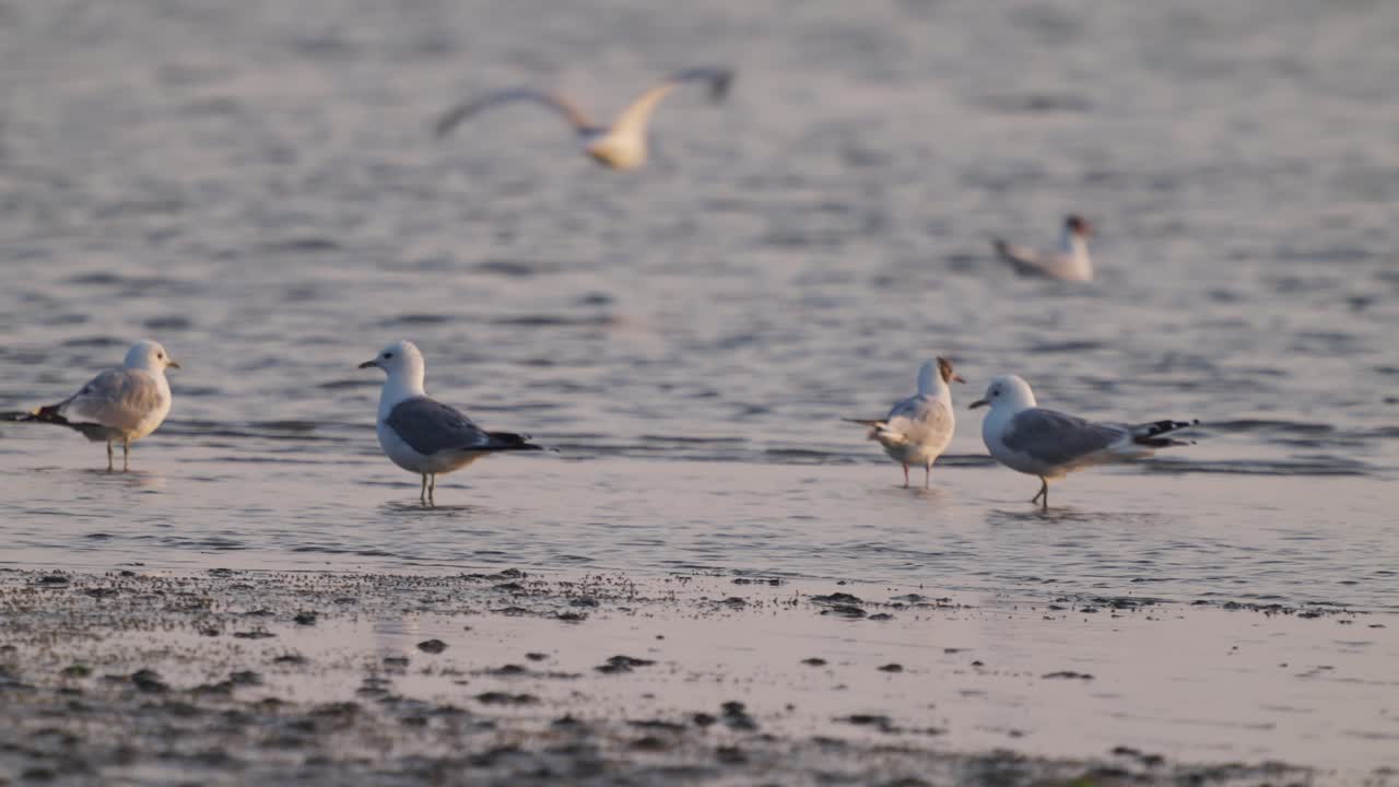 슬로우 모션으로 해안을 따라 걷는 갈매기