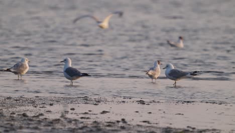 gaviotas caminando por la orilla en cámara lenta