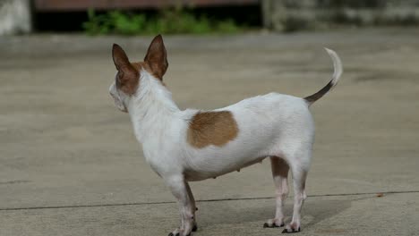 chihuahua dog sunbathing