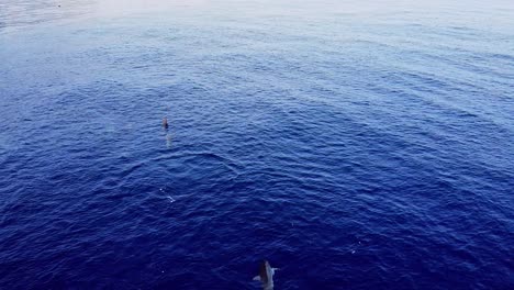 spotted a spinner dolphins swimming and eating fish on the deep blue sea