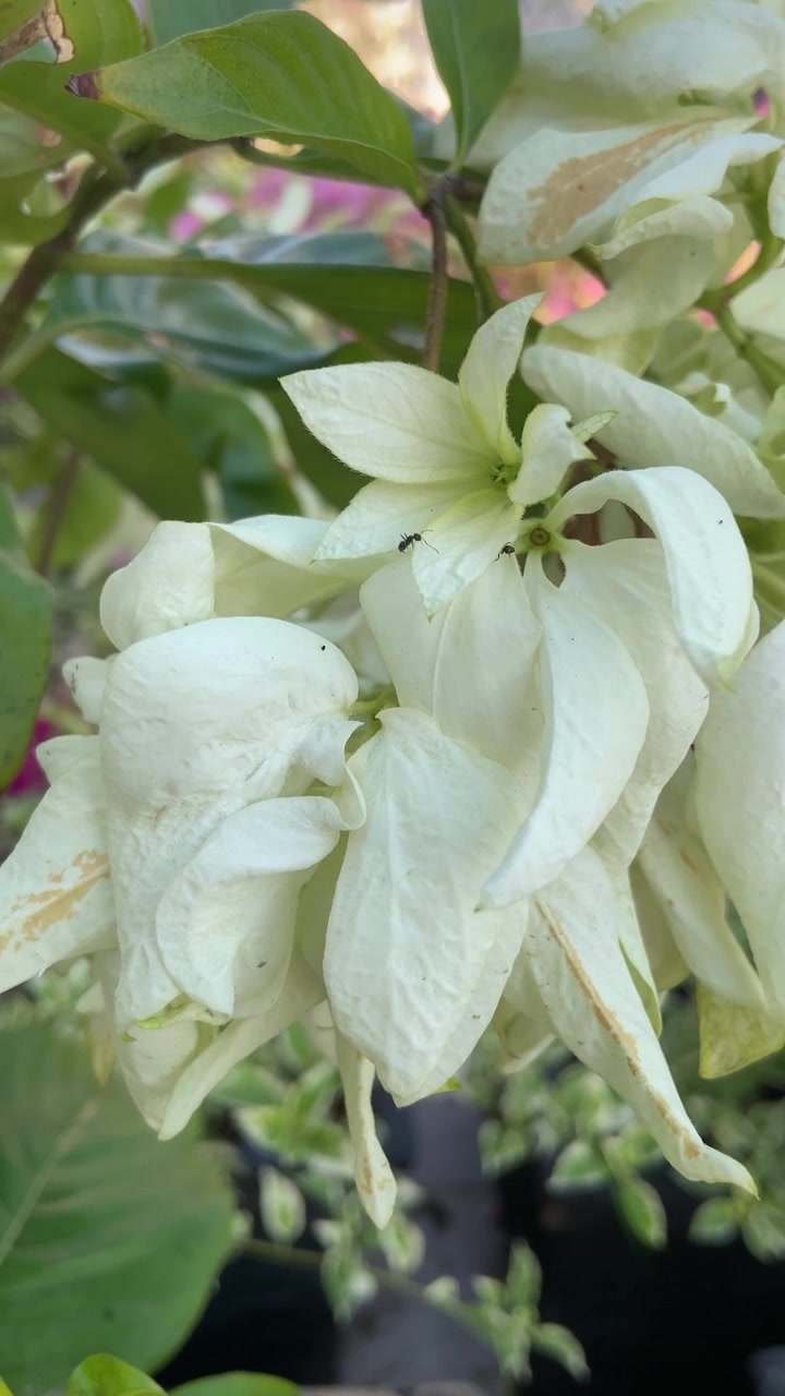 Piccole formiche che strisciano su delicati fiori bianchi di Mussaenda