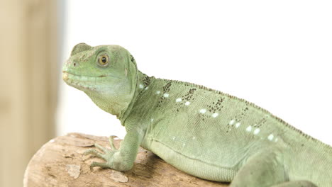 Basilisk-looking-inquisitive-on-a-branch-with-white-background