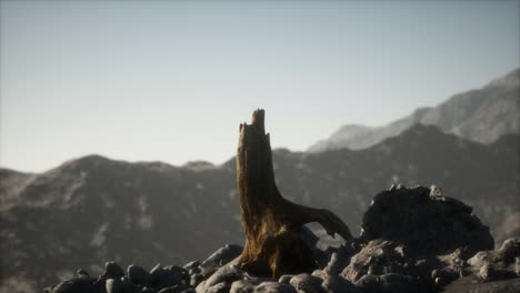 dead pine tree at granite rock at sunset