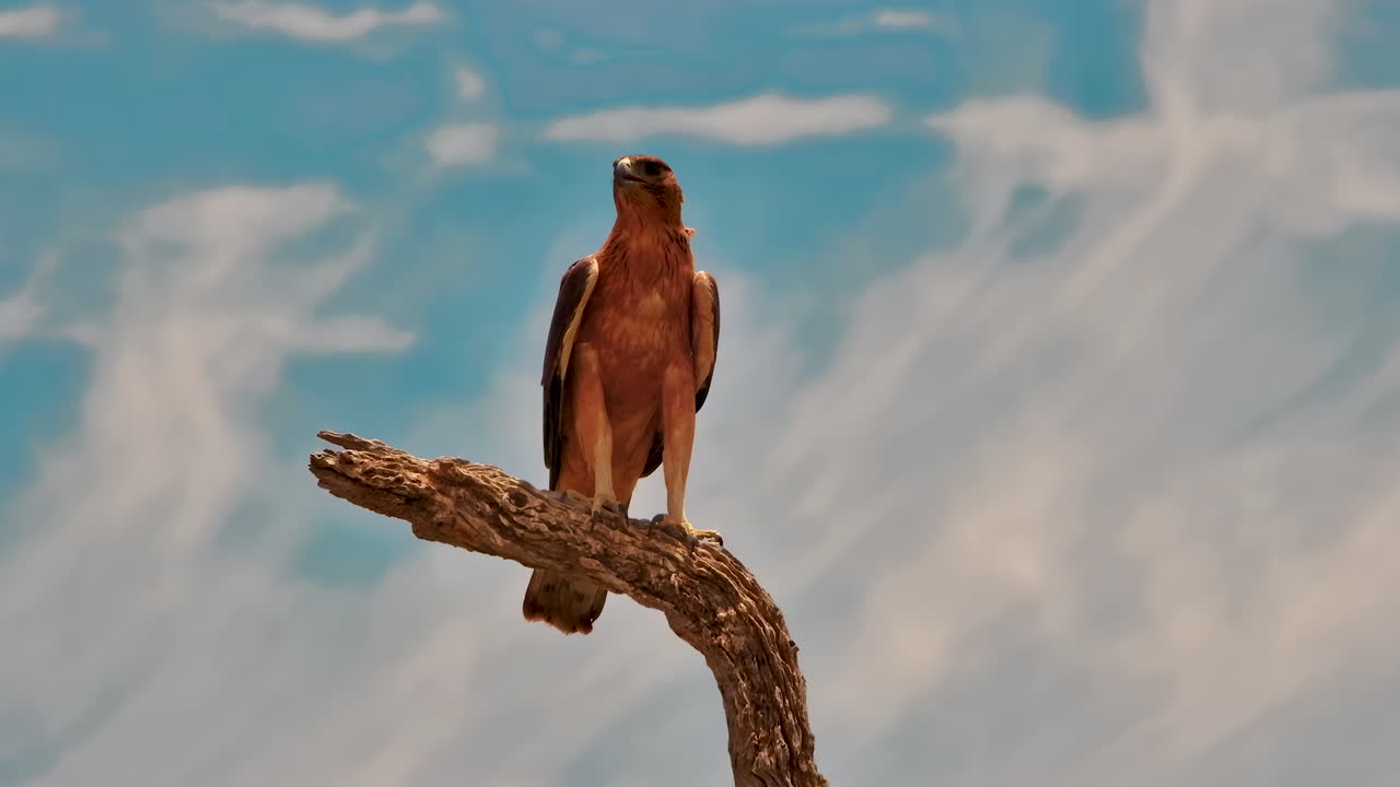 A wide shot of a majestic Tawny Eagle perched on a dead tree branch against a cloudy blue sky
