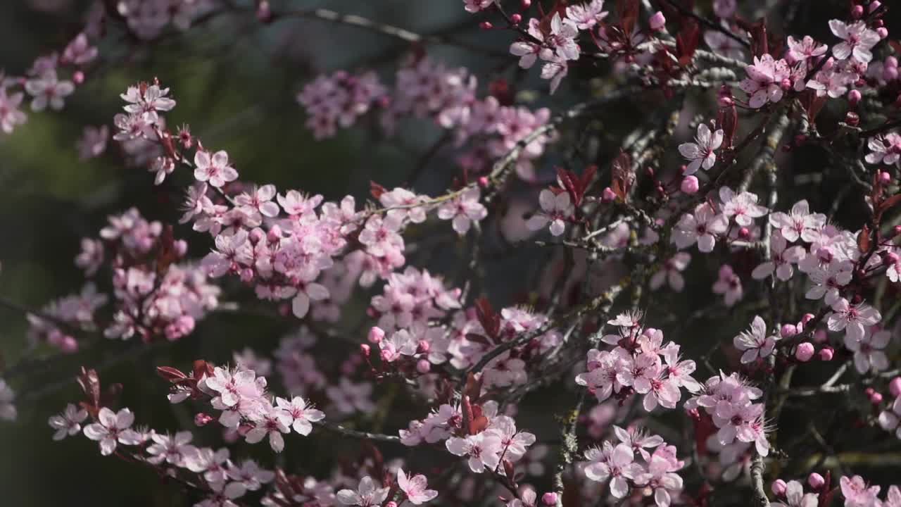 cerrar imágenes en cámara lenta de ramas de árboles de flor de cerezo balanceándose suavemente en el viento