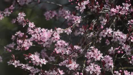 close up slow-motion footage of cherry plum blossom tree branches swaying gently in the wind