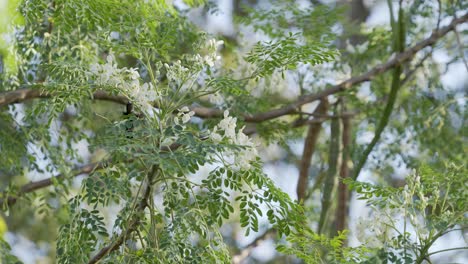 Green Hummingbird in slow motion flying from blossom to blossom feeding