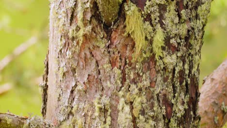 pine bark in green moss close-up.