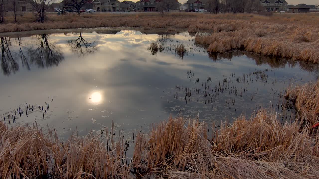 Ducks land in a pond causing ripples in the reflections of late afternoon light.