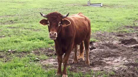 young bull calf looking curiously while standing outside on the grass in natural environment