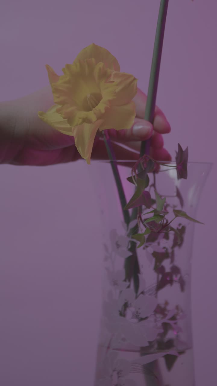 Elegante video verticale di un narciso giallo in un vaso su uno sfondo viola chiaro. L'illuminazione tenue mette in risalto le texture delicate in una ripresa ravvicinata, serena e intima.