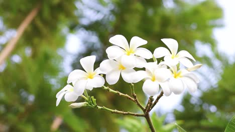 flores blancas de frangipani con un fondo verde exuberante