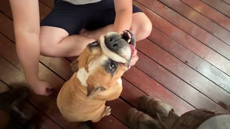 top down view of a man patting and scratching its english bulldog for love, care and affections