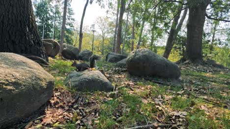 squirrel foraging among trees and rocks