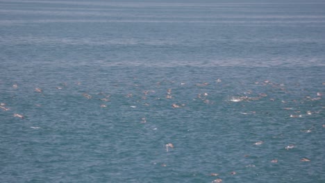 Birds-flocking-over-water-in-ocean---Slow-Motion