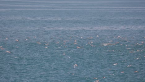 Aves-Reunidas-Sobre-El-Agua-En-El-Océano---Cámara-Lenta