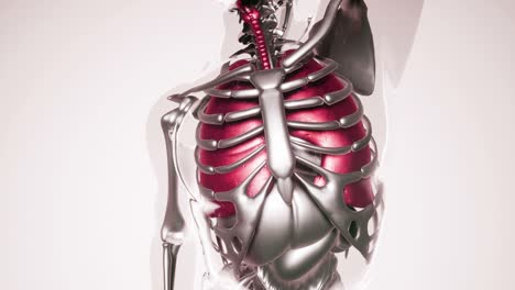 Human-Lungs-Model-with-all-Organs-and-Bones