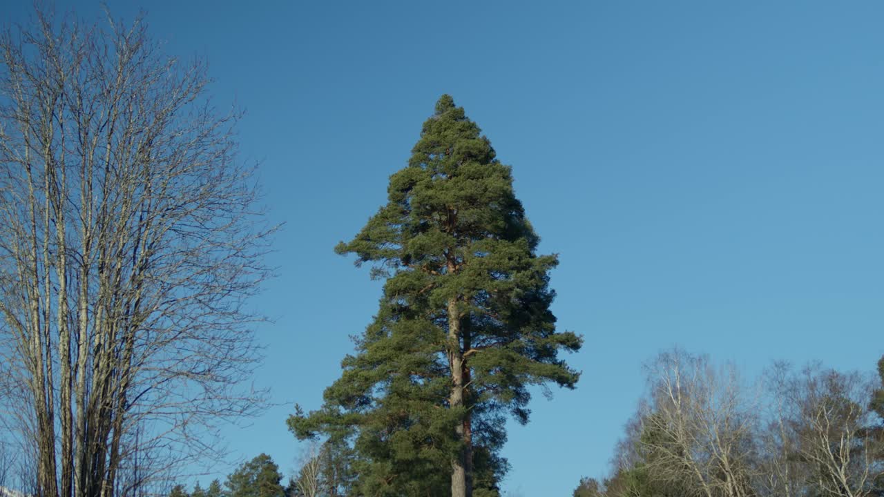 Un pino con un cielo azzurro come sfondo.