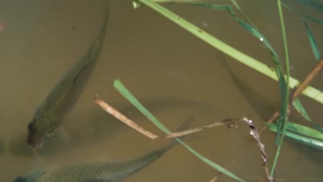 un montón de carpas de pescado en el lago en busca de comida 3