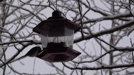 birdfeeder backed by snowy branches and a small bird