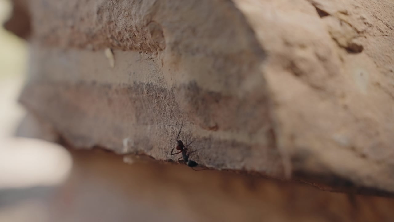 Primo piano di una grande formica nera che striscia su una superficie rocciosa desertica ruvida e illuminata dal sole in Marocco