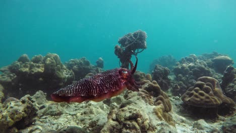 cuttlefish changing color while floating in crystal clear water over bottom of andaman sea