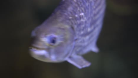 hydrocynus goliath, también conocido como pez tigre goliath, pez tigre gigante o mbenga, es un pez de agua dulce depredador africano muy grande de la familia alestidae.