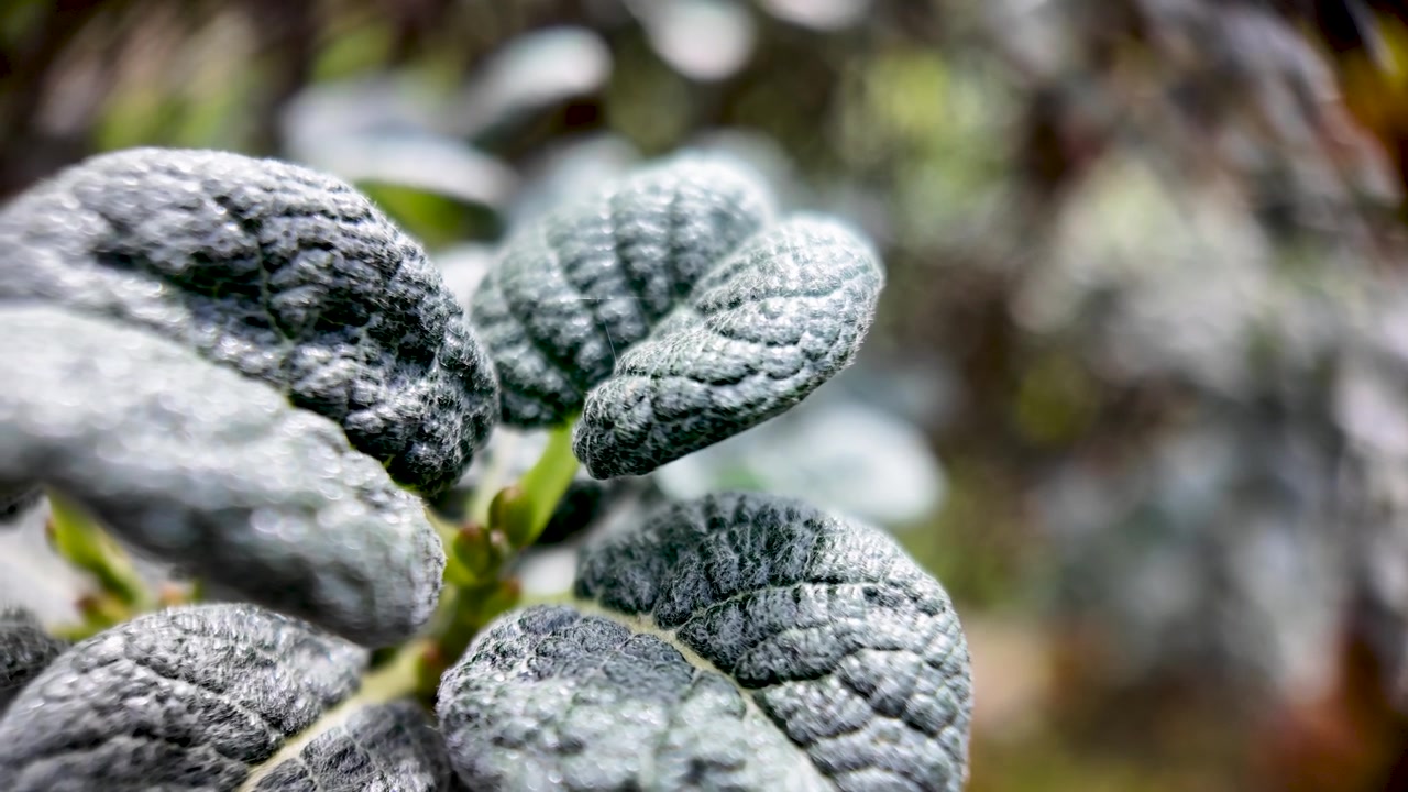 Gedetailleerde macro-opname die de ingewikkelde textuur van Salix x boydii bladeren onthult met een wazige achtergrond.