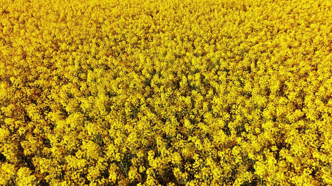 Yellow blossoms fill frame as drone films cinematic pass above Latvian farmland