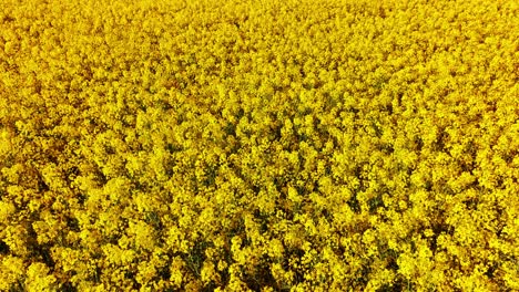 yellow blossoms fill frame as drone films cinematic pass above latvian farmland