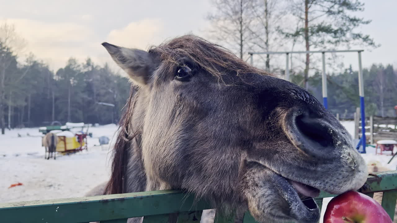 Un cavallo si gusta una mela come premio durante una giornata invernale in una fattoria, in un'area innevata con alberi sullo sfondo.
