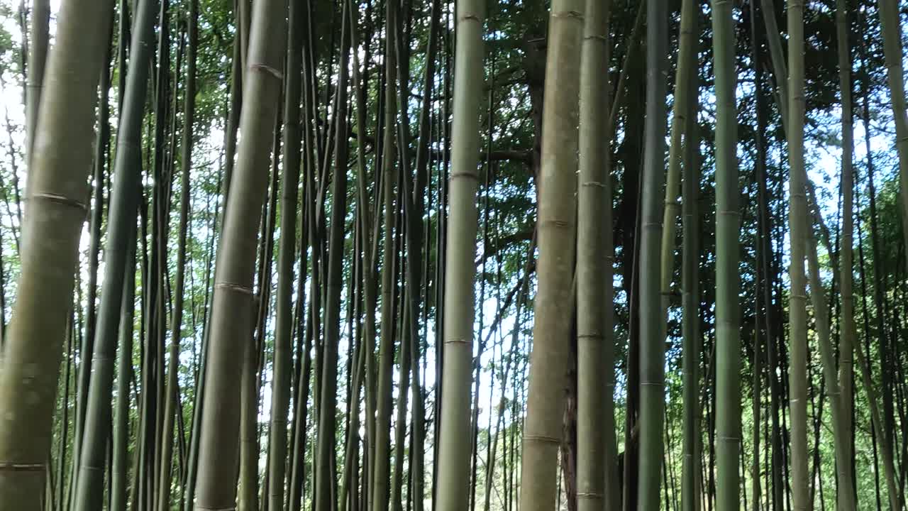 caminar constantemente a través de un tranquilo bosque de bambú
