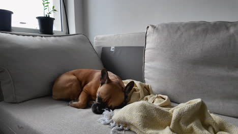 la acogedora esquina de un sofá con un perro durmiente y una manta