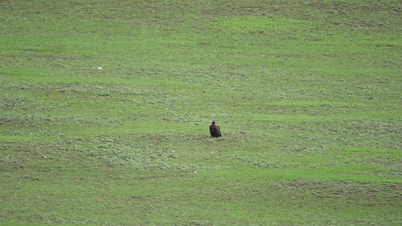 Un'aquila solitaria in piedi in un vasto campo verde.