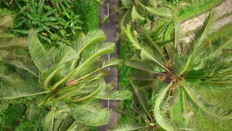 Toma-Vertical-Aérea-De-Una-Carretera-Asfaltada-Bordeada-De-Palmeras-De-Coco-En-El-Ventoso-Campo-Indonesio