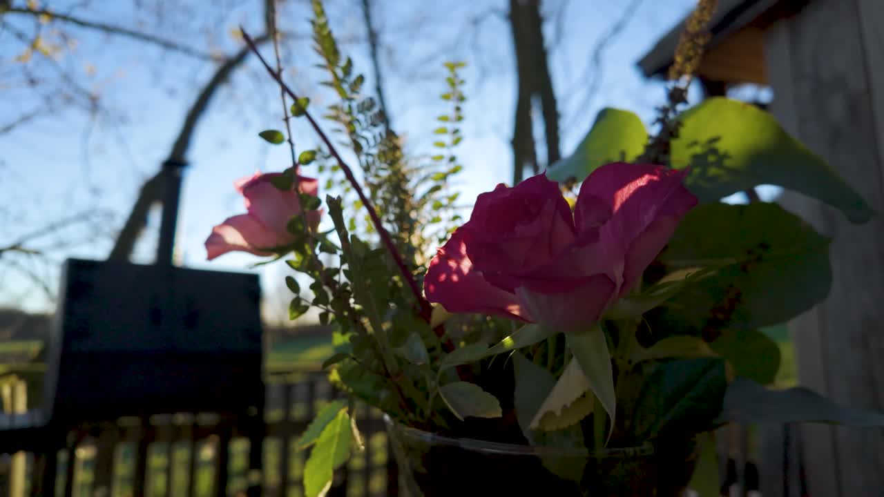Nærbillede af en lyserød rose i fuldt flor, der blidt svajer på sin stilk i en have med et sløret hegn og hus i baggrunden på en solskinsdag.