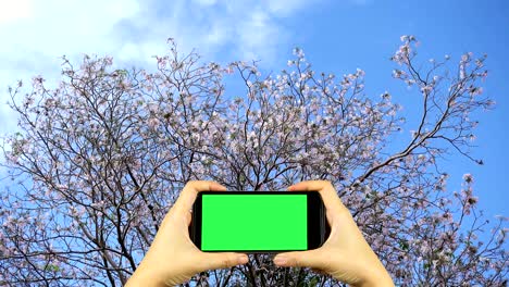 grabar un video de la naturaleza con un teléfono inteligente con pantalla verde