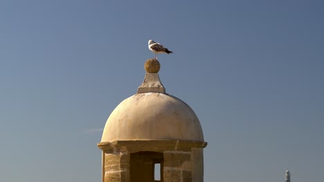 gaviota sentada en la cima de la torre de piedra en cadiz