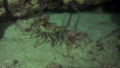 Spiny-Lobster-at-night