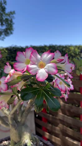 pink desert rose bonsai in bloom