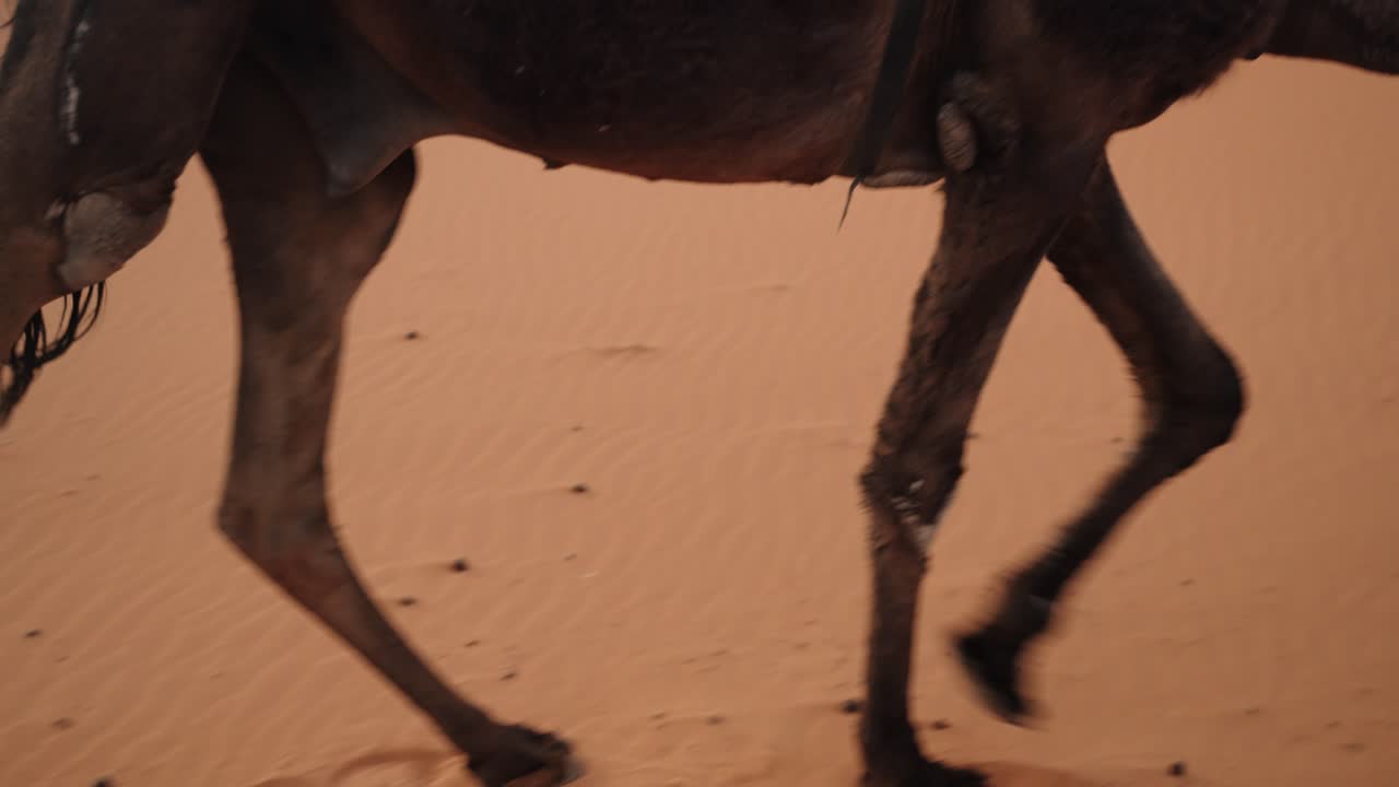 Close-up of dromedary legs leaving footprints on warm Sahara sands in Morocco