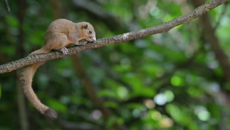 Descansando-Sobre-La-Vid-Mientras-La-Cámara-Se-Aleja,-Ardilla-De-Vientre-Gris-Callosciurus-Caniceps,-Tailandia