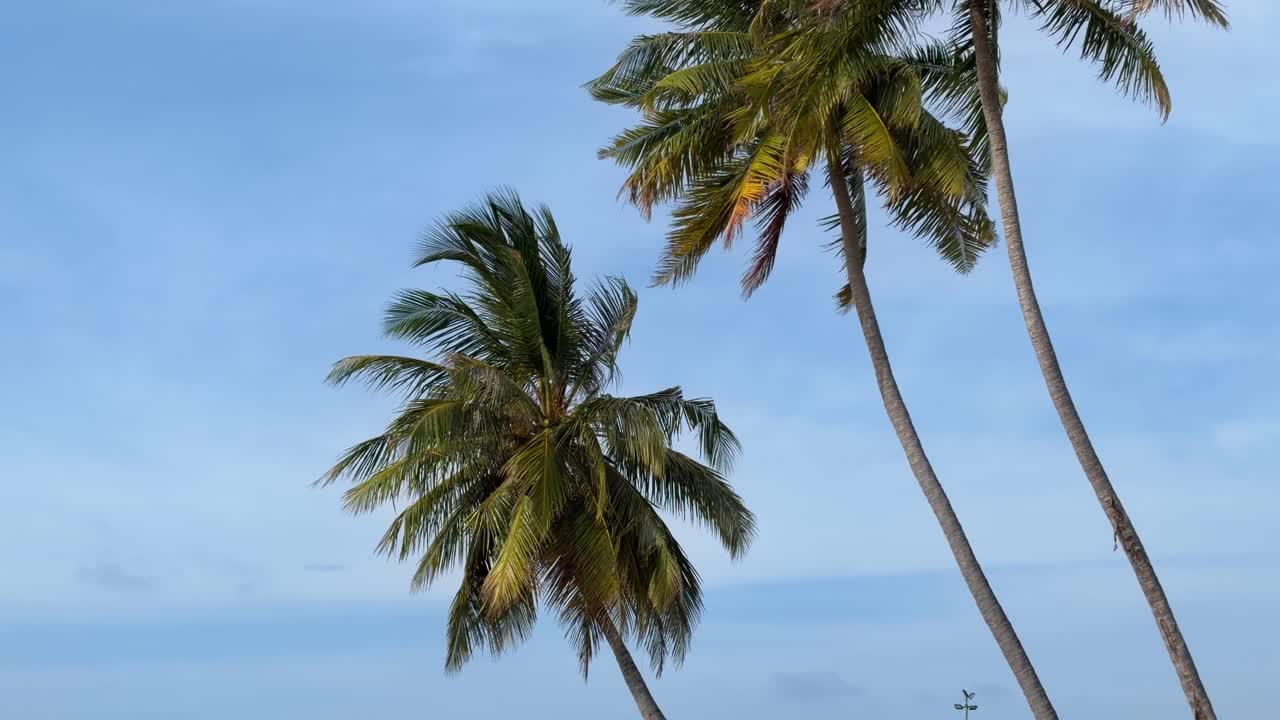 Palme tropicali delle Maldive che ondeggiano sotto il cielo blu