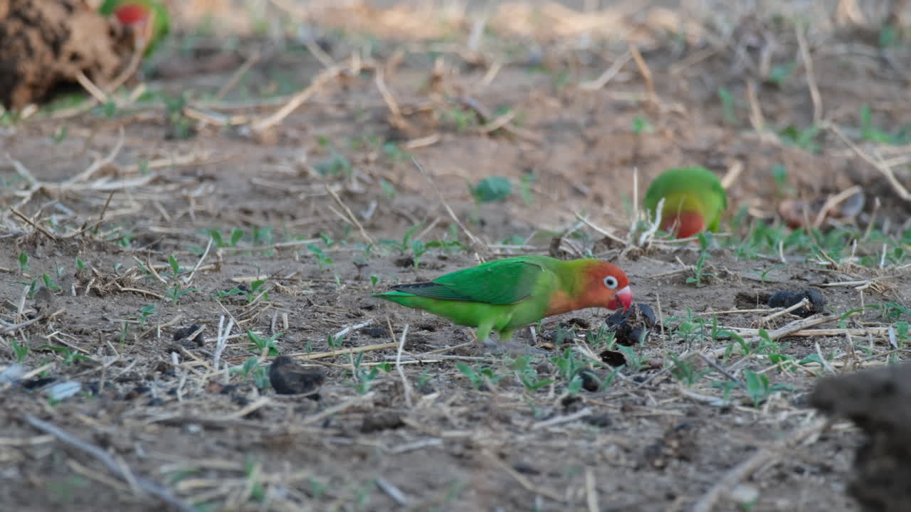 parejas de pájaros enamorados de lilian se alimentan en el suelo.