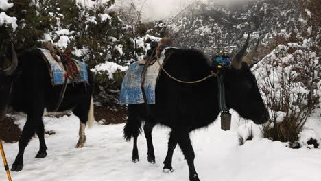 yaks walking on a snowy trail in the mountains of nepal