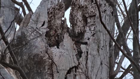 Kopf,-Schnabel-Und-Auge-Gesehen,-Während-Er-Sich-Tief-In-Seinem-Bau-Versteckt,-Fleckbauch-Uhu-Ketupa-Nipalensis,-Thailand